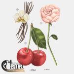 خرید ادکلن اورجینال زارا نود بوکت