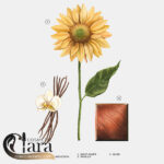 خرید عطر مارشمالو ادیکشن زارا زنانه